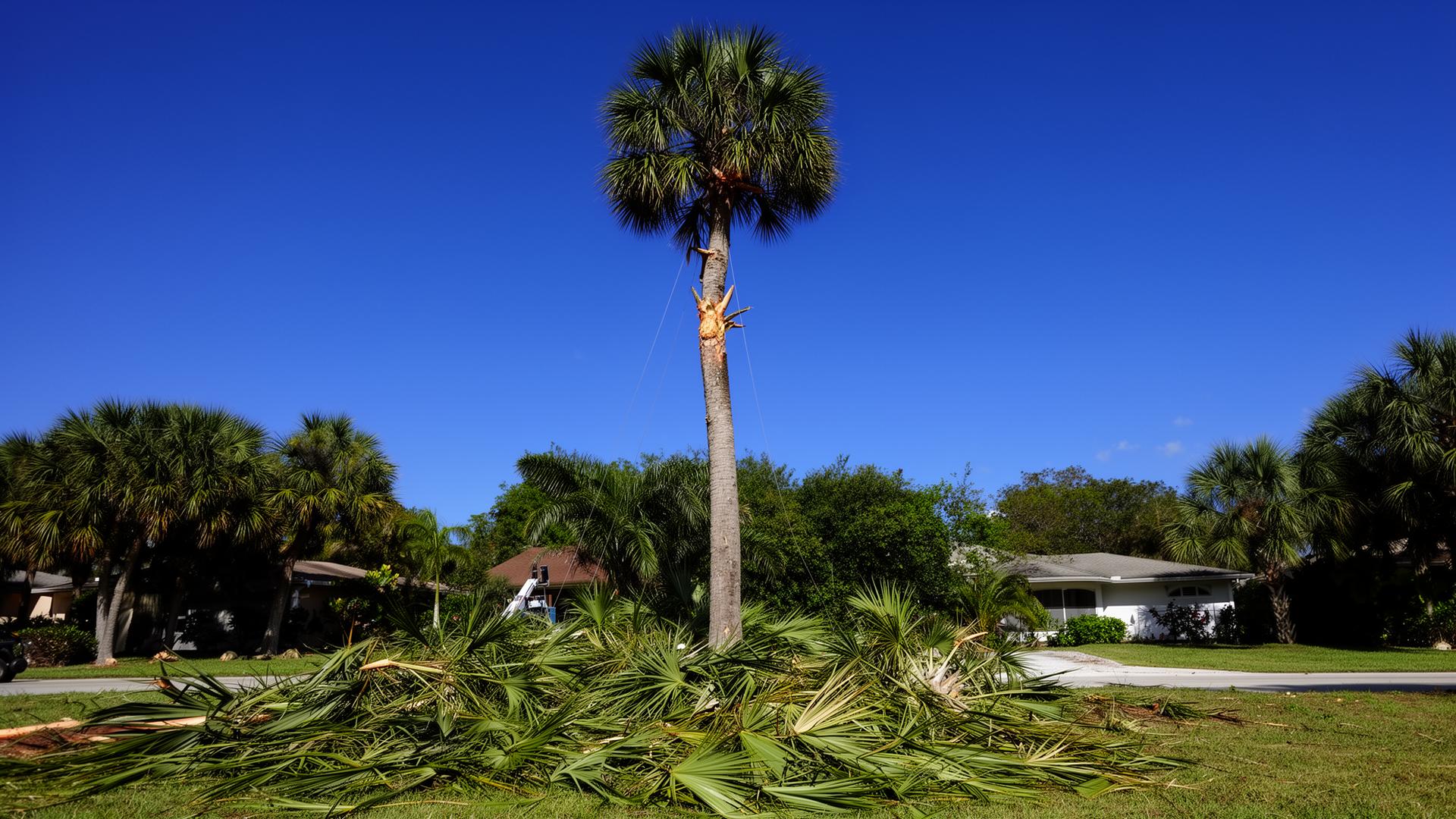 Tall sabal palm being trimmed in a Riverview yard